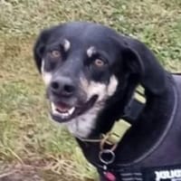 Herzenshund SKY, Hund zur Adoption