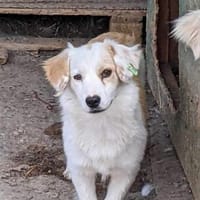 Wem kann ich vertrauen? - LILY, Hündin zur Adoption