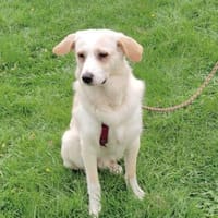 Henry 💙sucht sein Zuhause, Hund zur Adoption