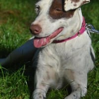 MICA, Hündin zur Adoption
