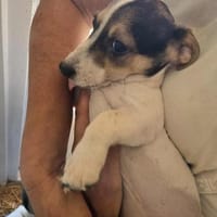 Justus, Bob und Loki suchen ein zu Hause, Hund zur Adoption