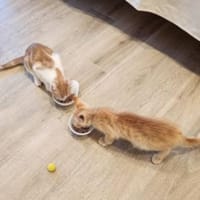 Junges Kater Duo Clarence und Golden, Kater zur Adoption