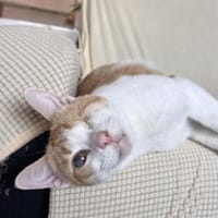 Liebevoller, aktiver Kater Eslovenia, Kater zur Adoption