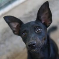 Alina, geb. ca. 01/2025, 50129 Bergheim, Hündin zur Adoption