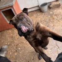 Buddy 💙 sucht DICH, Hund zur Adoption
