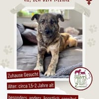 Mirai - Von der Müllhalde ins Leben, Hündin zur Adoption