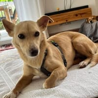 Lustige Gipsy, Hündin zur Adoption