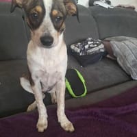 PERLINE sucht ihr Für-Immer-Zuhause, Hündin zur Adoption