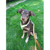 Copper - wartet in 97440 Werneck, Hund zur Adoption
