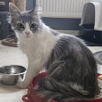 Mona, Katze zur Adoption