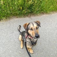 Sky verliert sein Zuhause, Hund zur Adoption