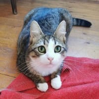 Kater Pursy sucht, Kater zur Adoption