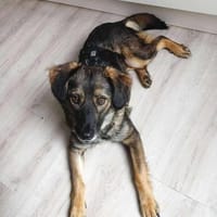 Ally, die Zauberhafte, Hündin zur Adoption