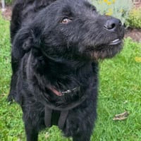 Pedro - ein ruhiger, junger Rüde, Hund zur Adoption