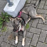 Süße Tammi sucht liebevolles Zuhause, Hündin zur Adoption