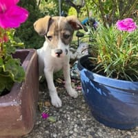 Tolle Kiara sucht ein Zuhause, Hündin zur Adoption