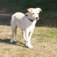 Zeus - freundlich, aufgeschlossen, sucht, Hund zur Adoption