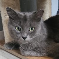 DIMO, Kater zur Adoption