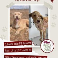 Nese sucht ab November ein Zuhause, Hündin zur Adoption