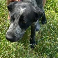 Berta, Überbleibsel sucht Körbchen, Hündin zur Adoption