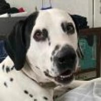 Limon sucht ein Zuhause, Hund zur Adoption