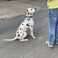 Lino sucht ein Zuhause, Hund zur Adoption