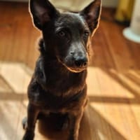 Tina, aktive Welpendame, ca. 4 M 72760, Hündin zur Adoption