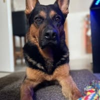 Morten 💗 wartet in 22305 Hamburg, Hund zur Adoption