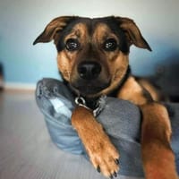 Bobby  ein cleverer Sonnenschein, Hund zur Adoption