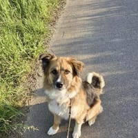 Pina - braucht ein neues Zuhause, Hündin zur Adoption