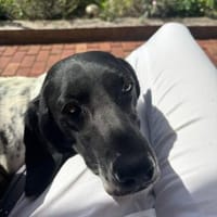 Maria (zur Pflege in 26725 Emden), Hündin zur Adoption