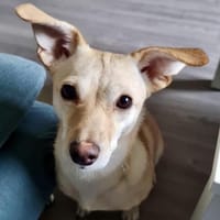 Milli - sucht ein neues Zuhause, Hündin zur Adoption