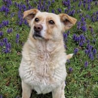 Lara - ist ein Goldschatz, Hündin zur Adoption