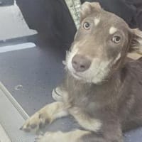 Peanut auf PS in Fröndenberg, Hündin zur Adoption