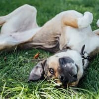 Nena,2Jahre tolle Tierschutzhündin sucht, Hündin zur Adoption