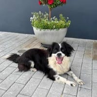 Knutschkugel Luna, Hündin zur Adoption