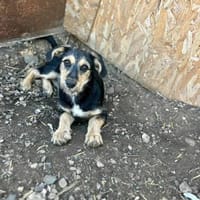Welpen aus dem Tierschutz, Hund zur Adoption