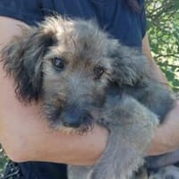 Malte 30 cm (Aug 25, wächst noch), Hund zur Adoption