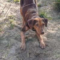 Stuart Little (zur Pflege in 26789 Leer), Hund zur Adoption