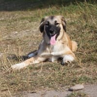 Cody - Familienanschluss gesucht, Hund zur Adoption