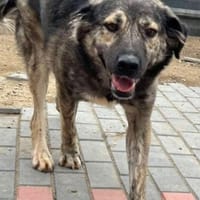 LIA - sucht ein freundliches Zuhause, Hündin zur Adoption