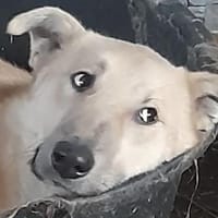 Freundlicher KAMIL sucht seine Menschen, Hund zur Adoption