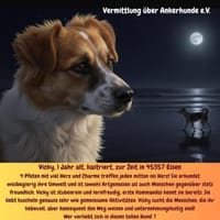 Vicky sucht ein neues Zuhause, Hündin zur Adoption