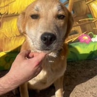 Flash auf Pflegestelle in Dortmund, Hund zur Adoption