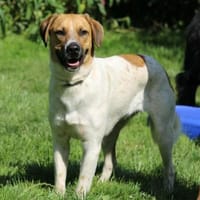 Taco, Pflegestelle in Hessen, Hund zur Adoption