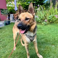 Lidl - ein wahrer Freund u. Familienhund, Hund zur Adoption