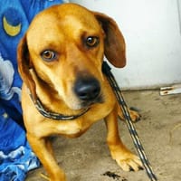 Die süße Rozi sucht ihr Zuhause, Hündin zur Adoption