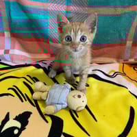 KELLOGG'S, chat à adopter