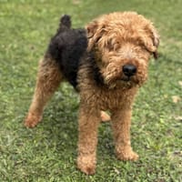 Joe CAA14067, chien à adopter