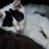 ALSEA, chatte à adopter